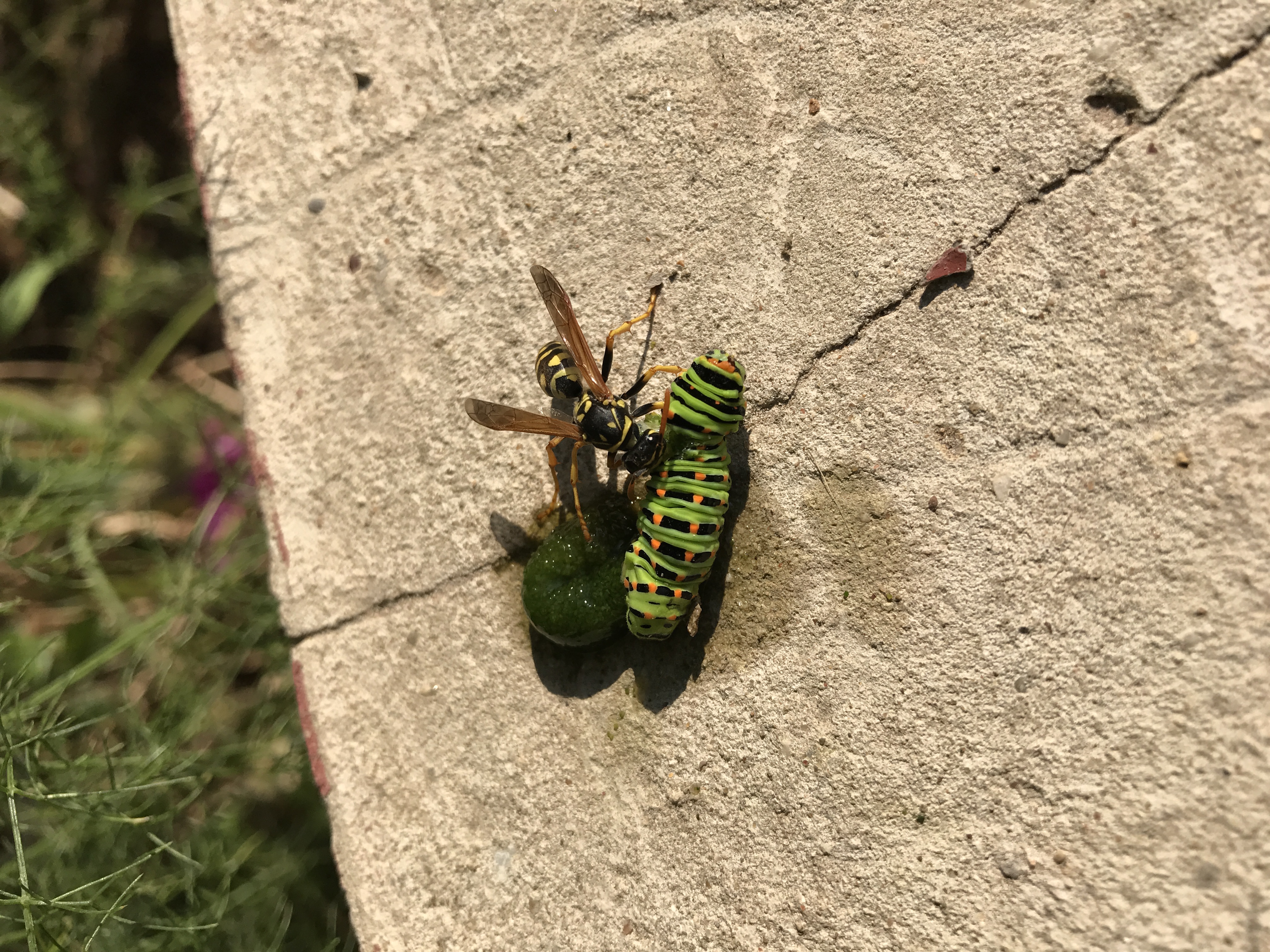 Εφαρμογή απολύμανσης